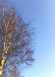 Природа 709.png